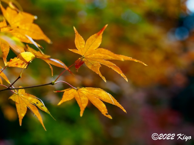 EB213239-ORF_DxO_DeepPRIME_CameraRAW_signed.jpg