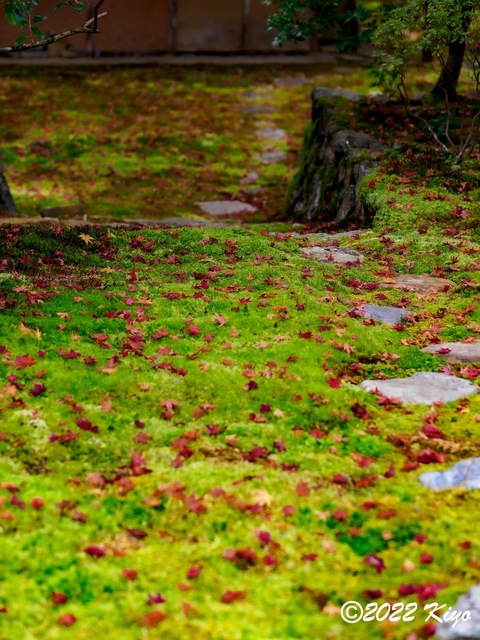EB213245-ORF_DxO_DeepPRIME_CameraRAW_signed.jpg