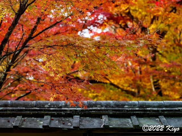 EB213246-ORF_DxO_DeepPRIME_CameraRAW_signed.jpg