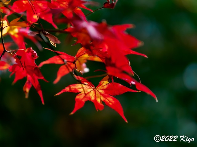 EB213255-ORF_DxO_DeepPRIME_CameraRAW_signed.jpg
