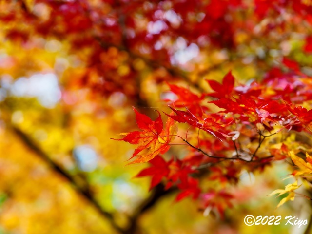 EB213262-ORF_DxO_DeepPRIME_CameraRAW_signed.jpg