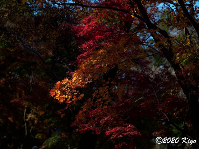 EB228722_CameraRAW_2048_2048x1536_signed.jpg