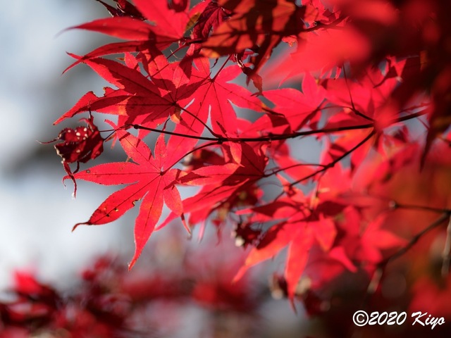 EB228730_CameraRAW_2048_2048x1536_signed.jpg