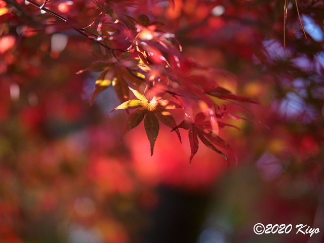 EB228731_CameraRAW_2048_2048x1536_signed.jpg