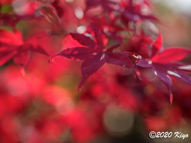 EB228739_CameraRAW_2048_2048x1536_signed.jpg