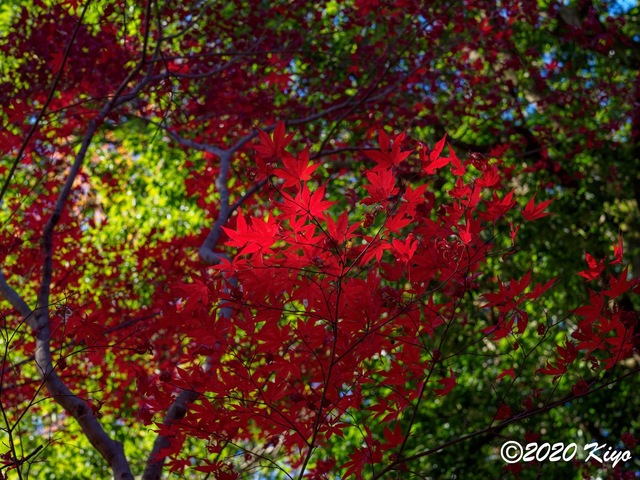 EB228758_CameraRAW_2048_2048x1536_signed.jpg