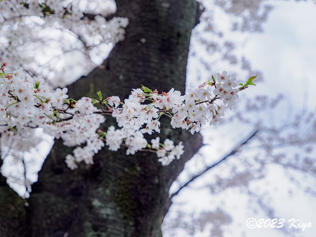 O3240445-ORF_DxO_DeepPRIMEXD_CameraRAW2_signed.jpg