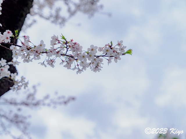 O3240446-ORF_DxO_DeepPRIMEXD_CameraRAW2_signed.jpg