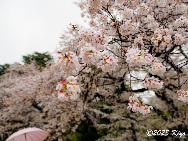 O3260497-ORF_DxO_DeepPRIMEXD_CameraRAW2_signed.jpg