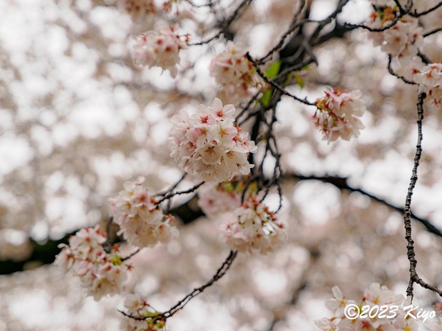 O3260533-ORF_DxO_DeepPRIMEXD_CameraRAW2_signed.jpg
