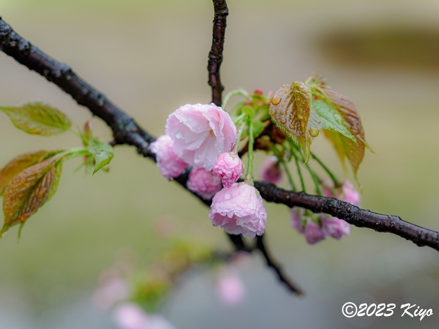 O3260537-ORF_DxO_DeepPRIMEXD_CameraRAW2_signed.jpg