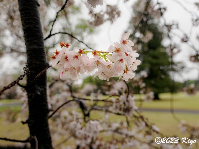 O3260560-ORF_DxO_DeepPRIMEXD_CameraRAW2_signed.jpg