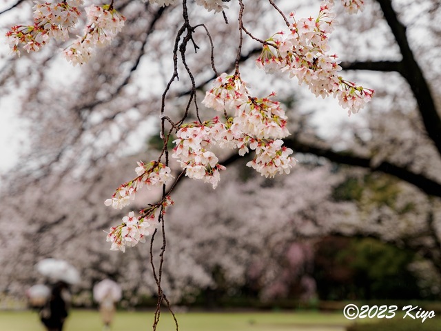 O3260618-ORF_DxO_DeepPRIMEXD_CameraRAW2_signed.jpg
