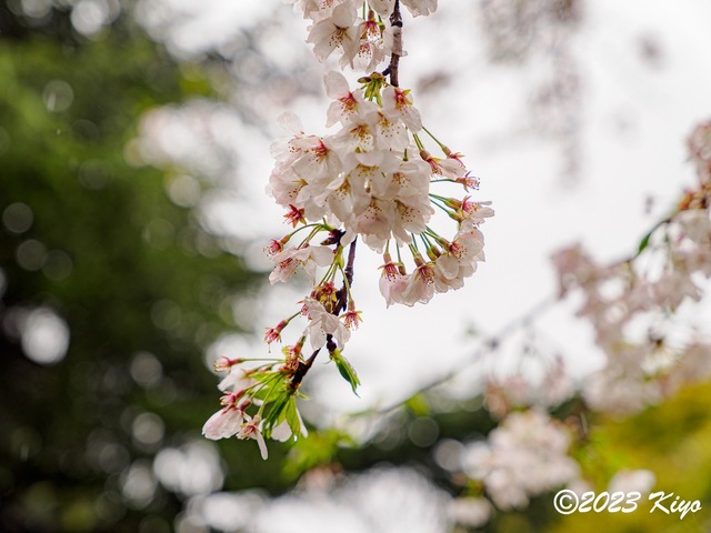 O3260629-ORF_DxO_DeepPRIMEXD_CameraRAW2_signed.jpg