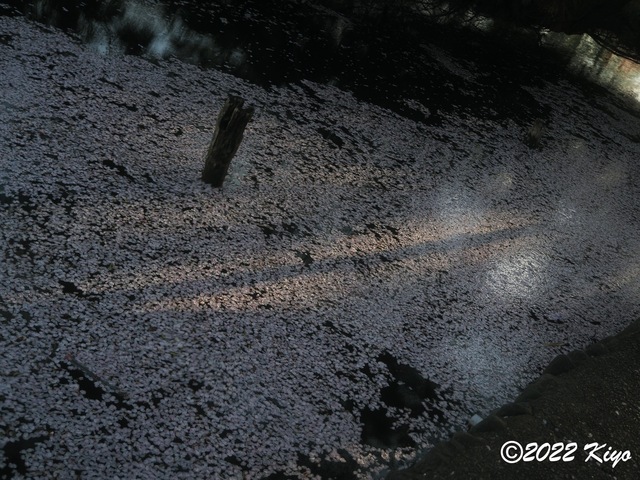 O4010955_signed.jpg