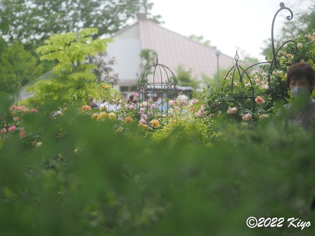 O5141534_signed.jpg