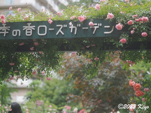 O5141544_signed.jpg