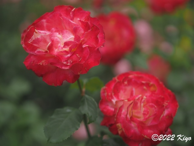 O5141591_signed.jpg