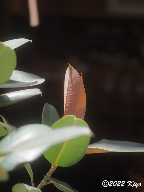 O6041763_developed_signed.jpg