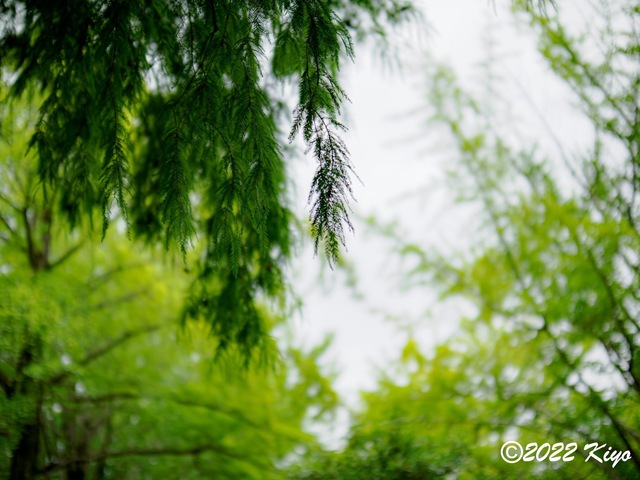 O8053233-ORF_DxO_DeepPRIME_CameraRAW_signed.jpg