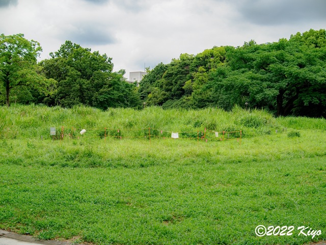 O8053246-ORF_DxO_DeepPRIME_CameraRAW_signed.jpg