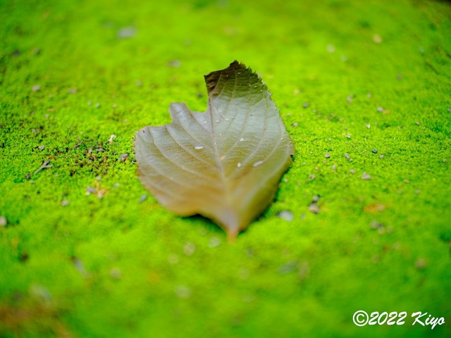 O8053252-ORF_DxO_DeepPRIME_CameraRAW_signed.jpg