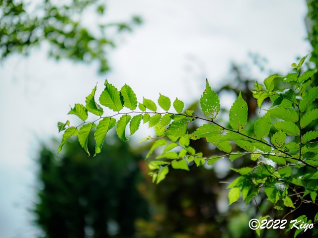 O8053255-ORF_DxO_DeepPRIME_CameraRAW_signed.jpg