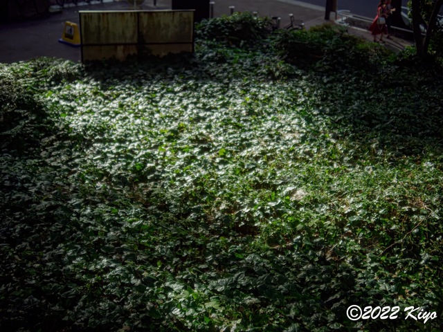 O8143537-ORF_DxO_DeepPRIME_CameraRAW_signed.jpg
