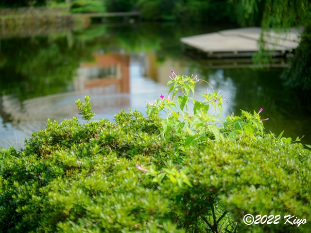 O8203600-ORF_DxO_DeepPRIME_CameraRAW_signed.jpg