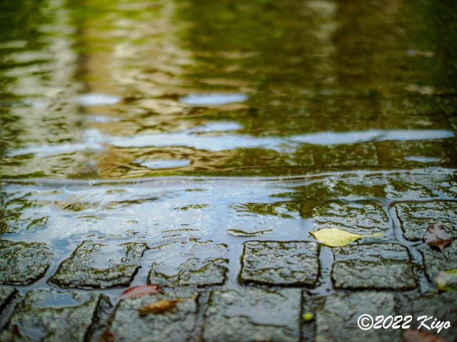 O8203677-ORF_DxO_DeepPRIME_CameraRAW_signed.jpg