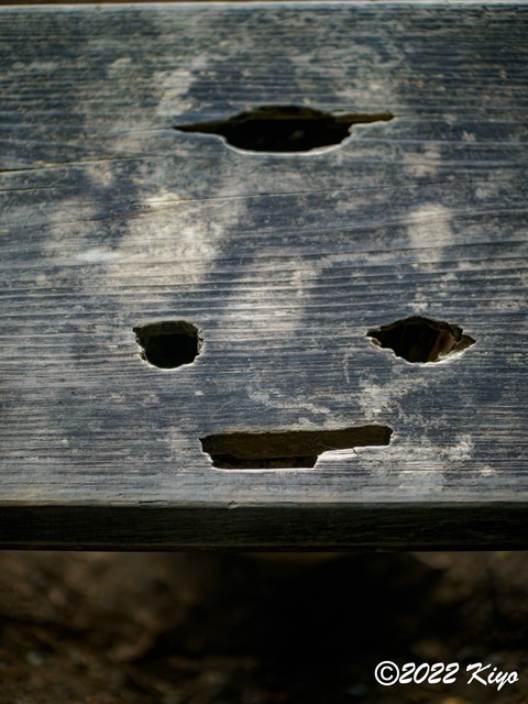 O8203722-ORF_DxO_DeepPRIME_CameraRAW_signed.jpg