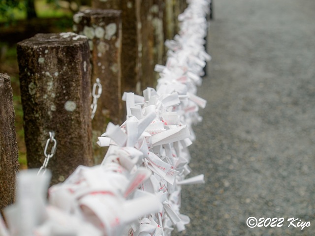 O8203835-ORF_DxO_DeepPRIME_CameraRAW_signed.jpg