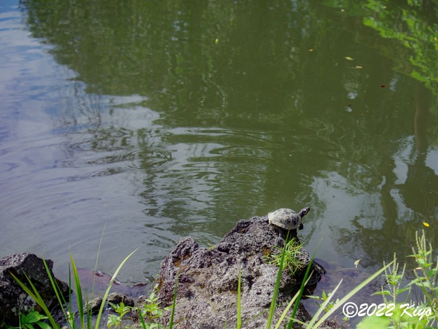 O8203847-ORF_DxO_DeepPRIME_CameraRAW_signed.jpg