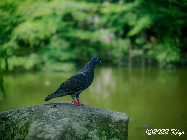 O8203855-ORF_DxO_DeepPRIME_CameraRAW_signed.jpg