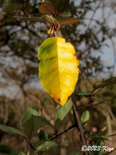OB180344-ORF_DxO_DeepPRIME_CameraRAW2_signed.jpg