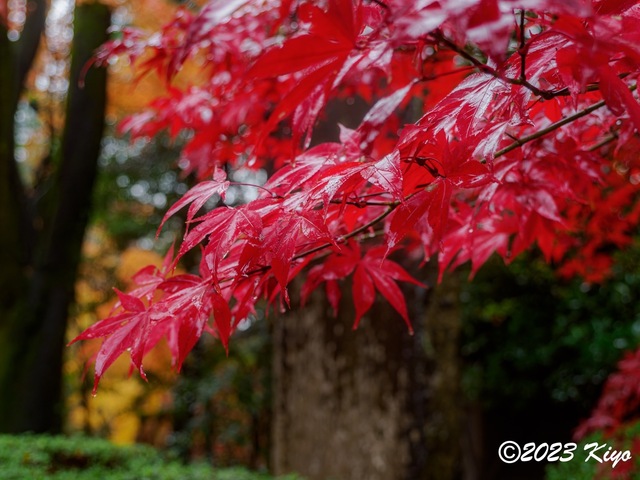OB230183-ORF_DxO_DeepPRIME_CameraRAW2_signed.jpg