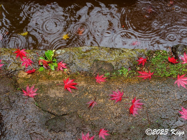OB230190-ORF_DxO_DeepPRIME_CameraRAW2_signed.jpg