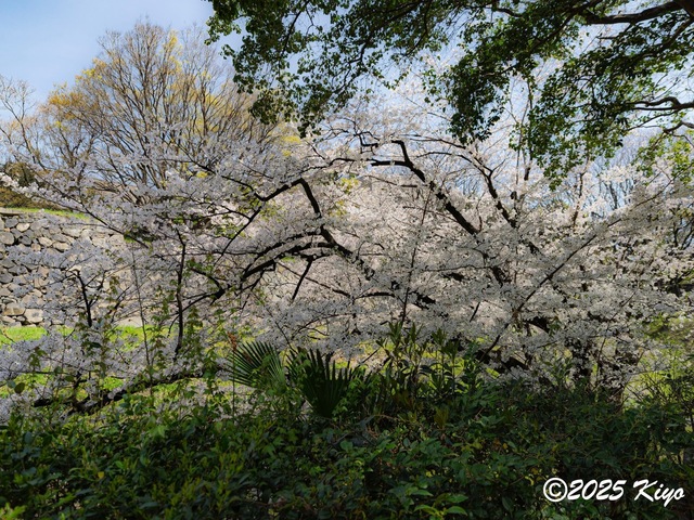 O4053923-DxO_DeepPRIME 3_CameraRAW17_signed.jpg
