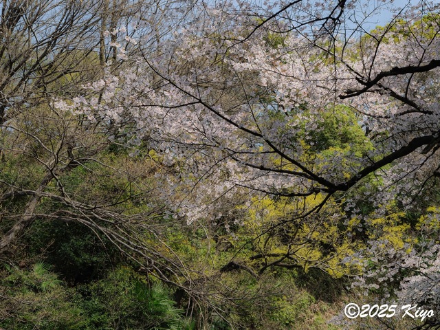 O4053938-DxO_DeepPRIME 3_CameraRAW17_signed.jpg