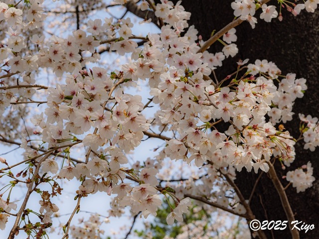 O4053997-DxO_DeepPRIME 3_CameraRAW17_signed.jpg