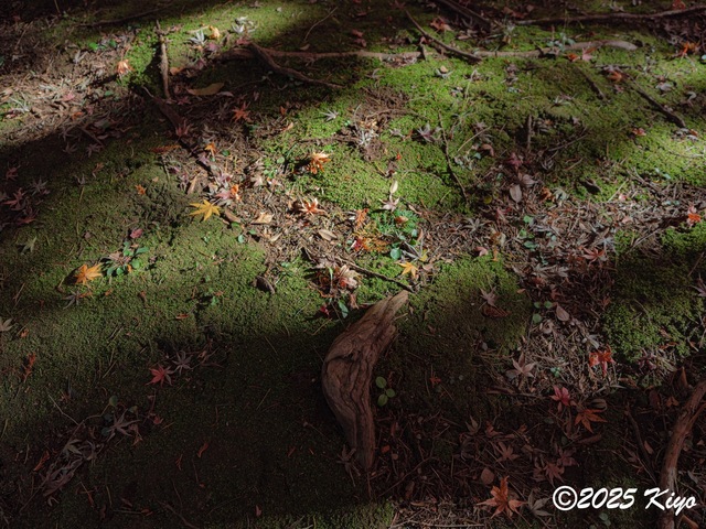 OB301045-DxO_DeepPRIME 3_CameraRAW17_signed.jpg