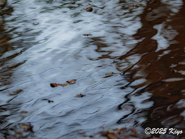 OC081369-DxO_DeepPRIME 3_CameraRAW17_signed.jpg
