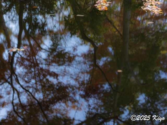 OC081408-DxO_DeepPRIME 3_CameraRAW17_signed.jpg