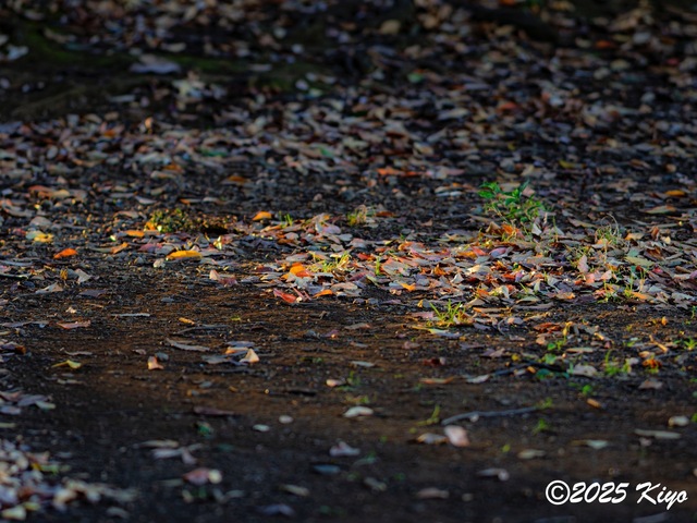 OC081415-DxO_DeepPRIME 3_CameraRAW17_signed.jpg